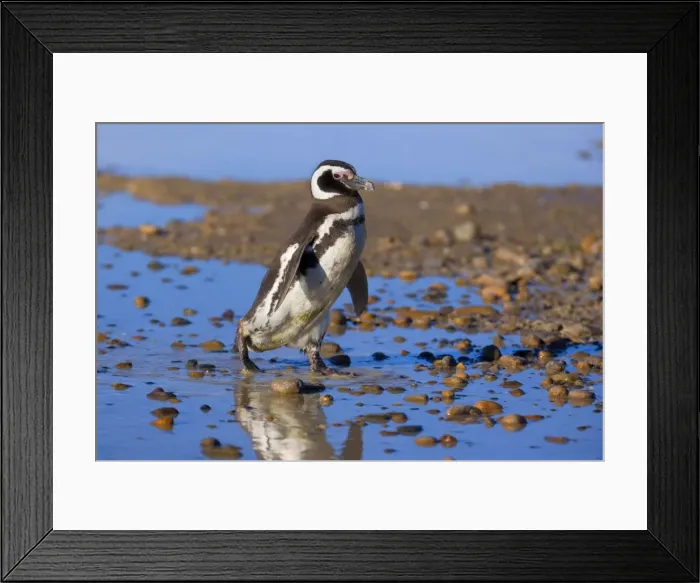 Framed Print : Picture No. 10889381 Framed Print : Picture No. 10889381