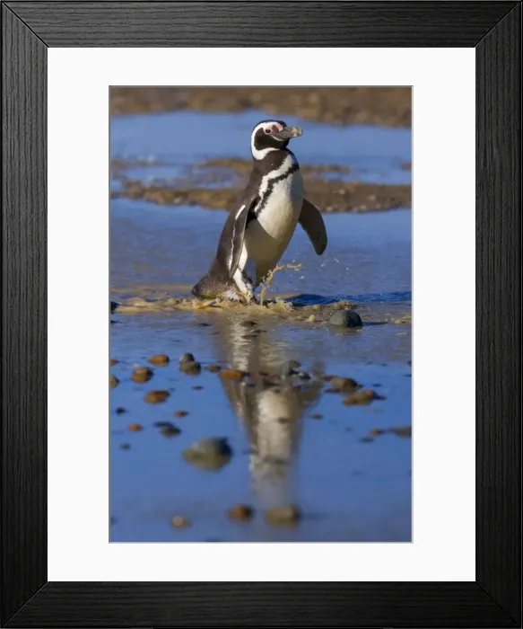 Framed Print : Picture No. 10889380 Framed Print : Picture No. 10889380