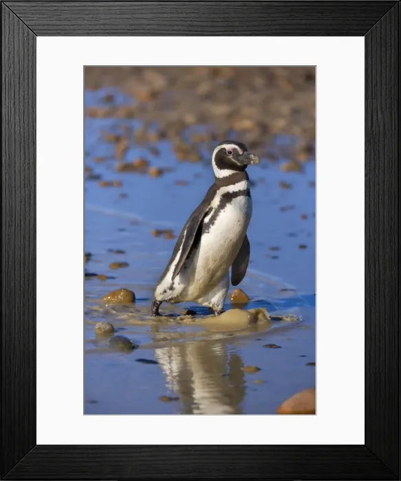 Framed Print : Picture No. 10889382 Framed Print : Picture No. 10889382