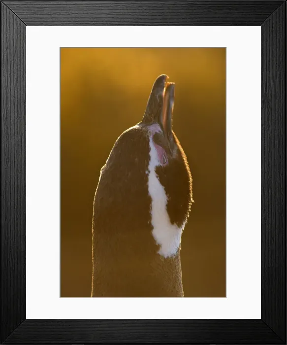 Framed Print : Picture No. 10889387 Framed Print : Picture No. 10889387