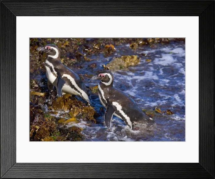 Framed Print : Picture No. 10889383 Framed Print : Picture No. 10889383