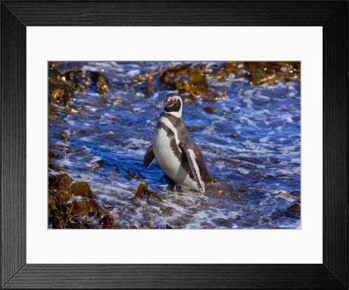 Framed Print : Picture No. 10889386 Framed Print : Picture No. 10889386