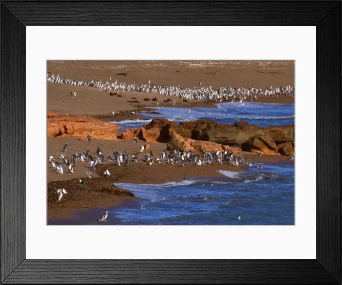 Framed Print : Picture No. 10889384 Framed Print : Picture No. 10889384