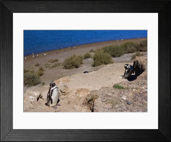 Framed Print : Picture No. 10889389 Framed Print : Picture No. 10889389