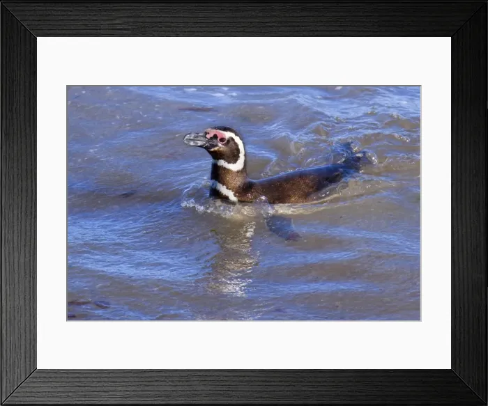 Framed Print : Picture No. 10889385 Framed Print : Picture No. 10889385