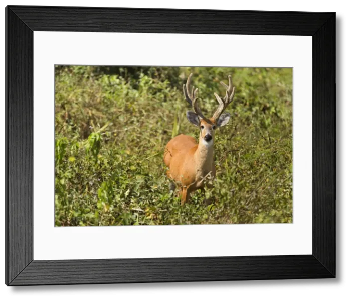 Framed Print : Picture No. 10889391 Framed Print : Picture No. 10889391