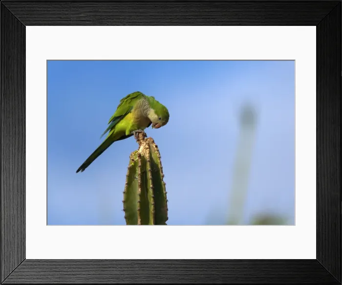 Framed Print : Picture No. 10889393