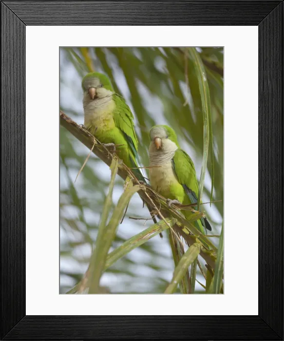 Framed Print : Picture No. 10889394 Framed Print : Picture No. 10889394