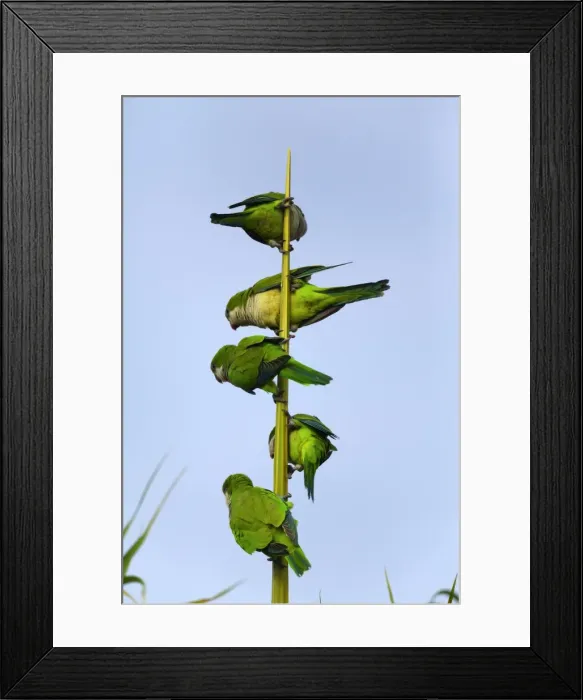Framed Print : Picture No. 10889395 Framed Print : Picture No. 10889395