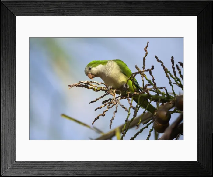 Framed Print : Picture No. 10889392 Framed Print : Picture No. 10889392