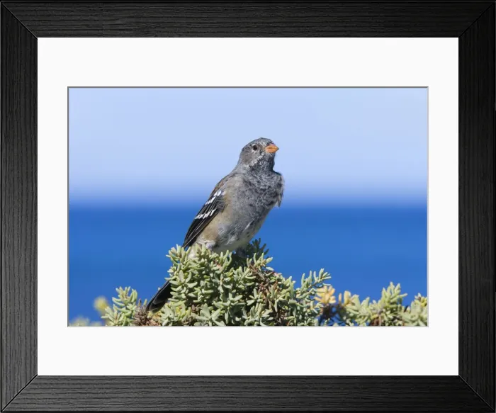 Framed Print : Picture No. 10889400