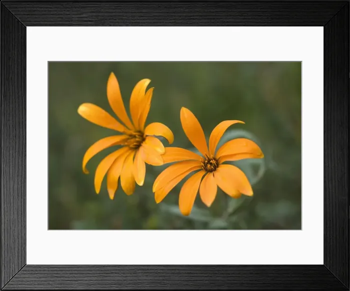 Framed Print : Picture No. 10889404 Framed Print : Picture No. 10889404