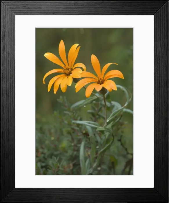 Framed Print : Picture No. 10889403 Framed Print : Picture No. 10889403