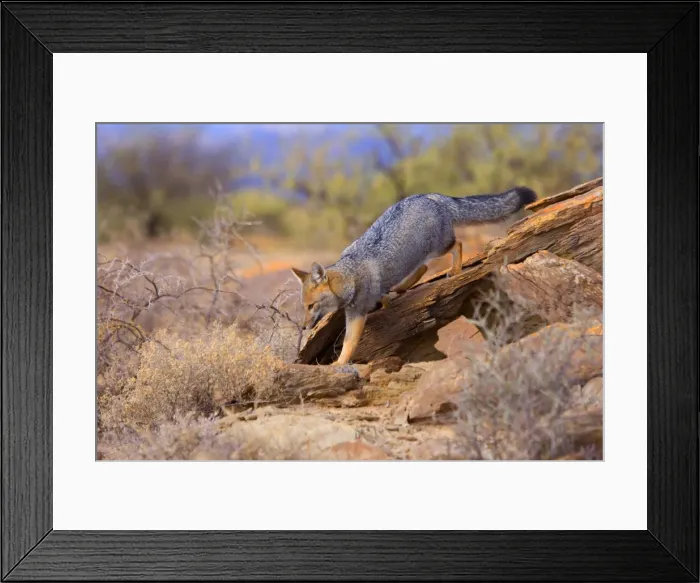Framed Print : Picture No. 10889411 Framed Print : Picture No. 10889411