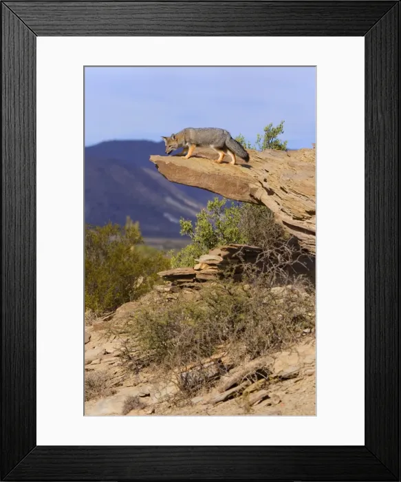 Framed Print : Picture No. 10889412 Framed Print : Picture No. 10889412