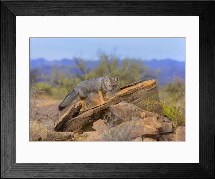 Framed Print : Picture No. 10889410 Framed Print : Picture No. 10889410