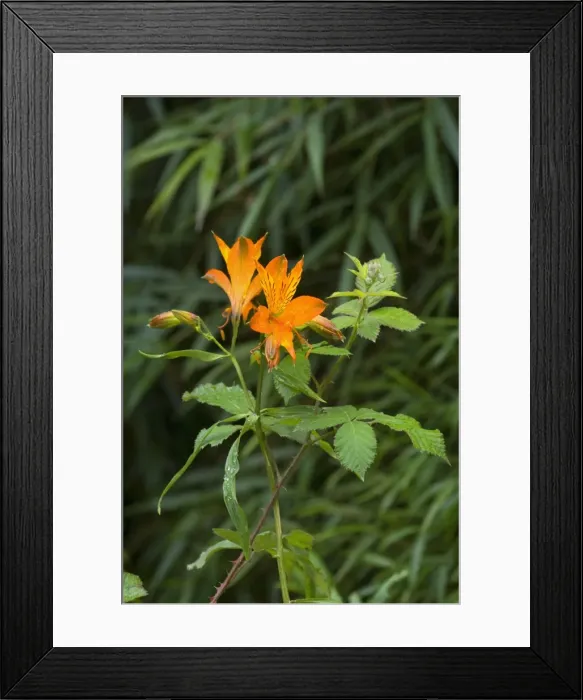 Framed Print : Picture No. 10889430 Framed Print : Picture No. 10889430