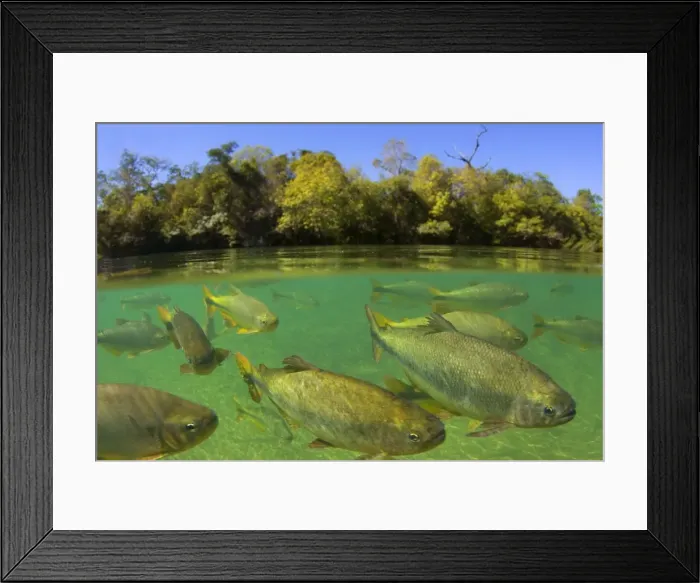 Framed Print : Picture No. 10889433 Framed Print : Picture No. 10889433