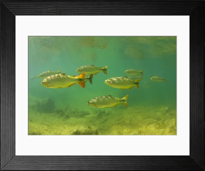 Framed Print : Picture No. 10889436 Framed Print : Picture No. 10889436