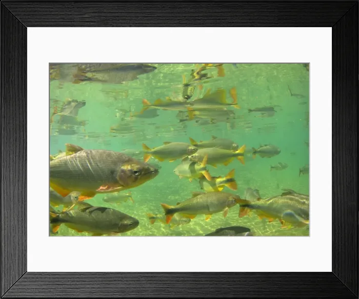 Framed Print : Picture No. 10889437 Framed Print : Picture No. 10889437