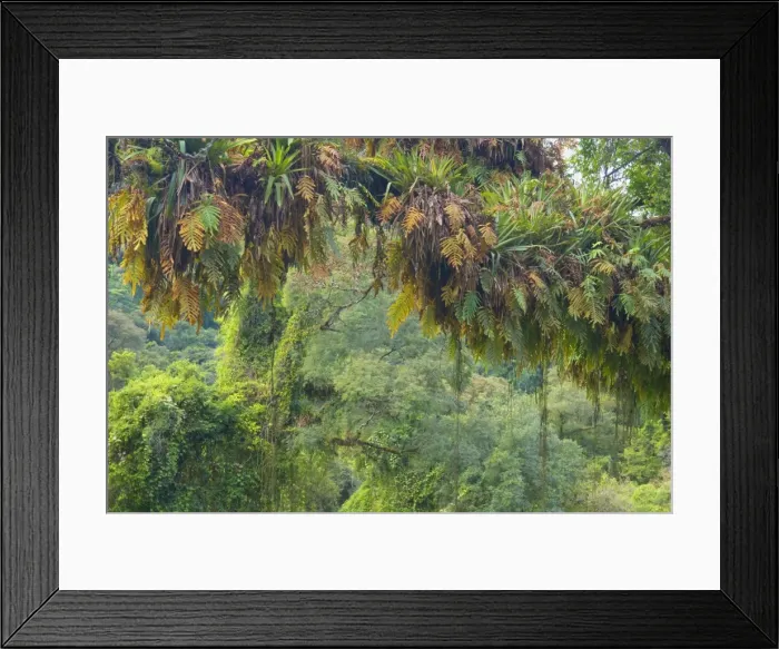 Framed Print : Picture No. 10889452 Framed Print : Picture No. 10889452