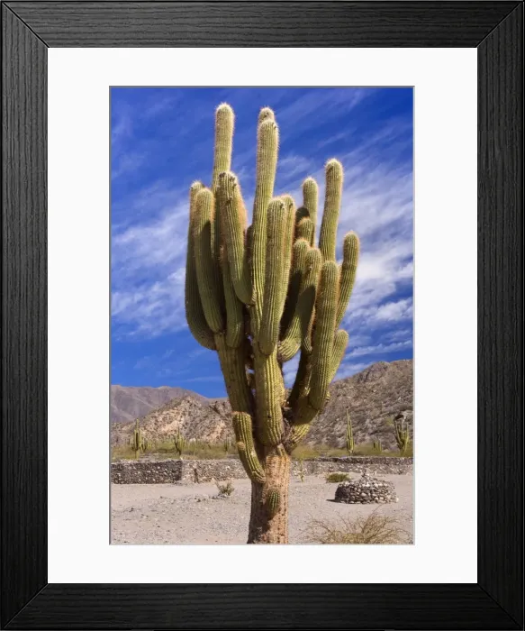 Framed Print : Picture No. 10889450 Framed Print : Picture No. 10889450