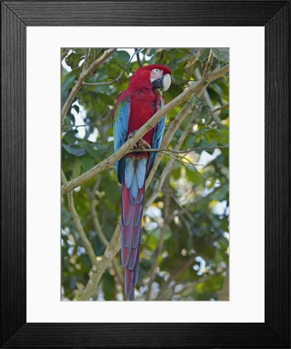 Framed Print : Picture No. 10889457 Framed Print : Picture No. 10889457