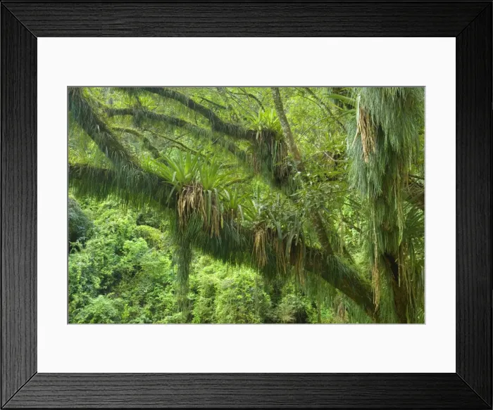 Framed Print : Picture No. 10889455 Framed Print : Picture No. 10889455