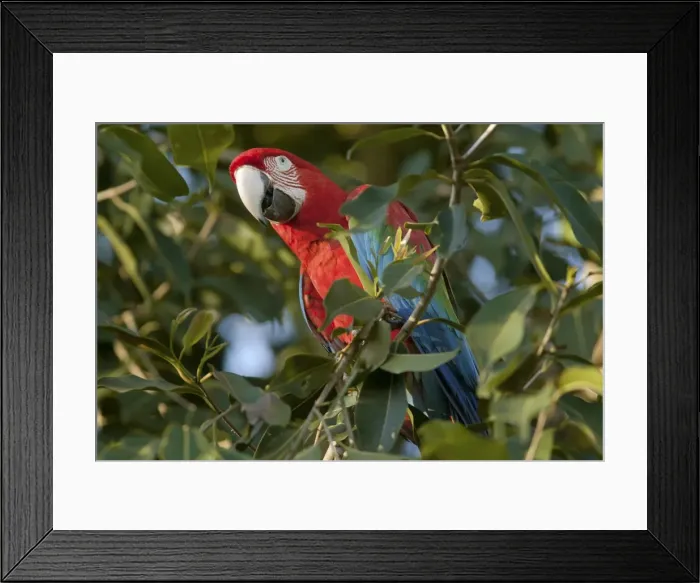 Framed Print : Picture No. 10889458 Framed Print : Picture No. 10889458