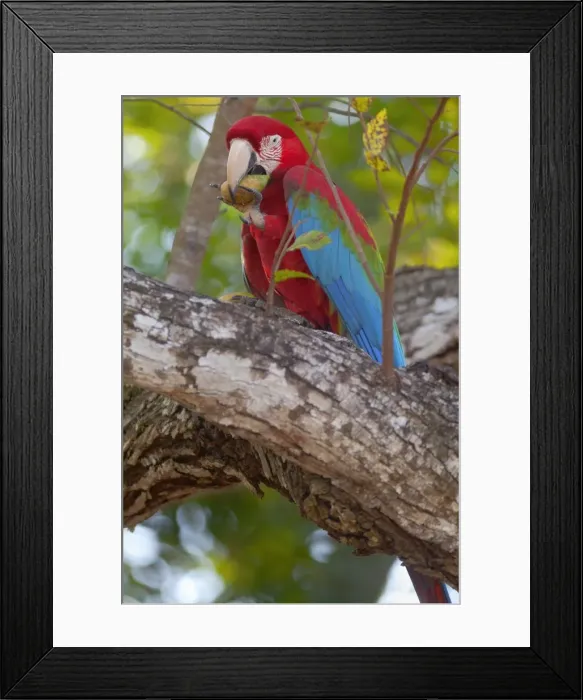 Framed Print : Picture No. 10889456 Framed Print : Picture No. 10889456