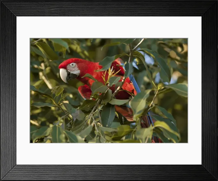 Framed Print : Picture No. 10889459 Framed Print : Picture No. 10889459