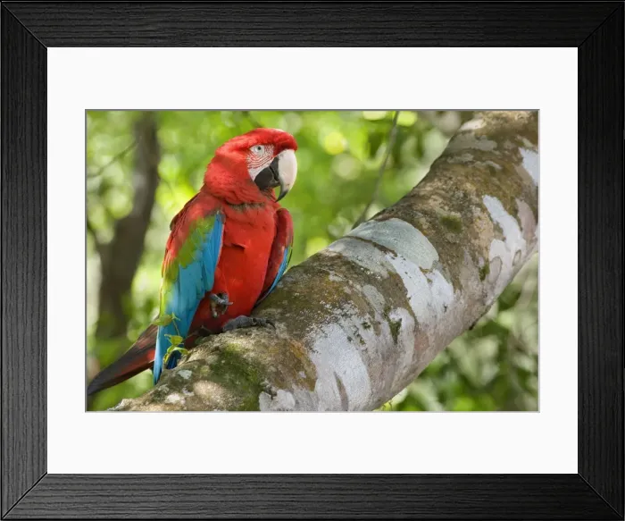 Framed Print : Picture No. 10889460 Framed Print : Picture No. 10889460
