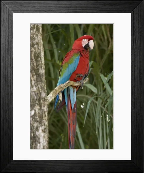Framed Print : Picture No. 10889463 Framed Print : Picture No. 10889463