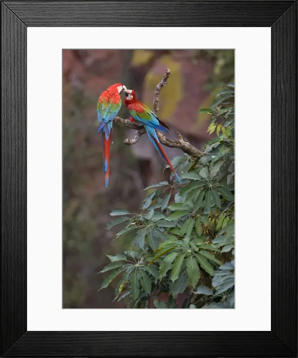 Framed Print : Picture No. 10889465 Framed Print : Picture No. 10889465