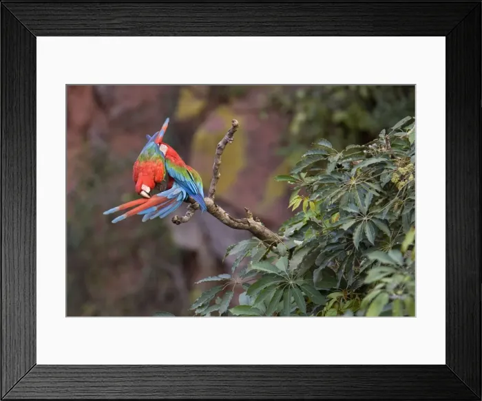Framed Print : Picture No. 10889466