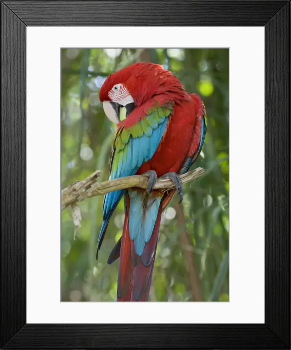 Framed Print : Picture No. 10889462 Framed Print : Picture No. 10889462