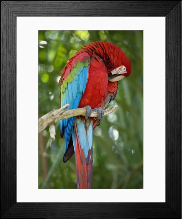 Framed Print : Picture No. 10889464