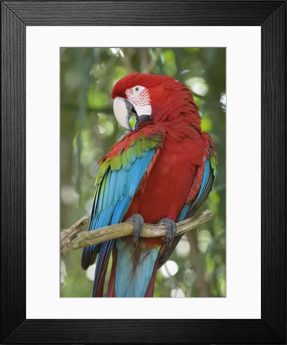 Framed Print : Picture No. 10889461 Framed Print : Picture No. 10889461