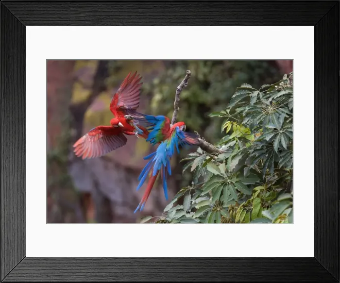Framed Print : Picture No. 10889471 Framed Print : Picture No. 10889471