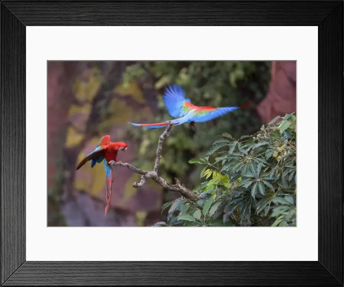 Framed Print : Picture No. 10889470 Framed Print : Picture No. 10889470