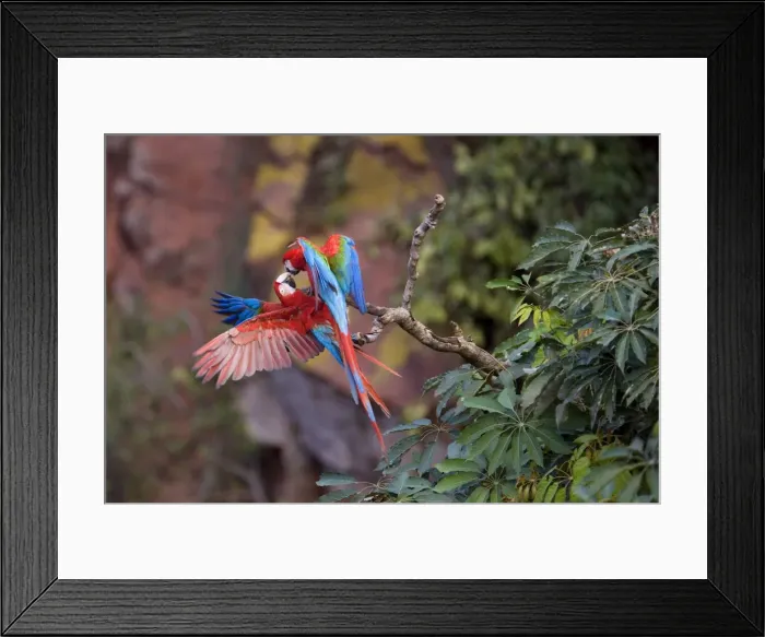 Framed Print : Picture No. 10889467 Framed Print : Picture No. 10889467