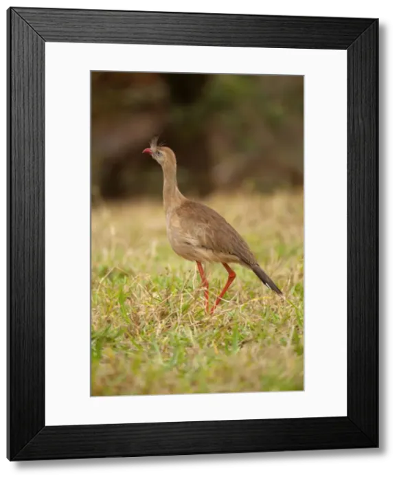 Framed Print : Picture No. 10889473 Framed Print : Picture No. 10889473