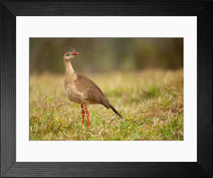 Framed Print : Picture No. 10889474 Framed Print : Picture No. 10889474