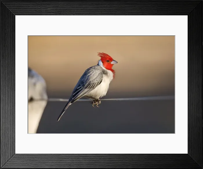 Framed Print : Picture No. 10889472 Framed Print : Picture No. 10889472
