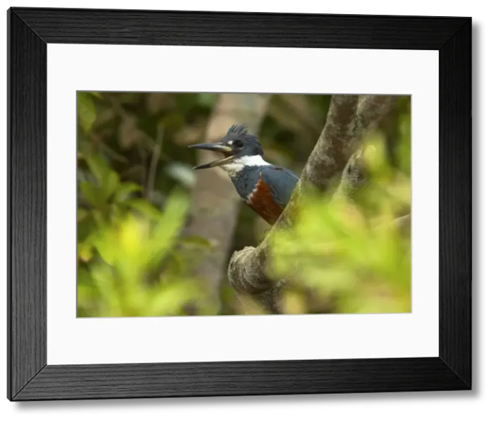 Framed Print : Picture No. 10889475 Framed Print : Picture No. 10889475
