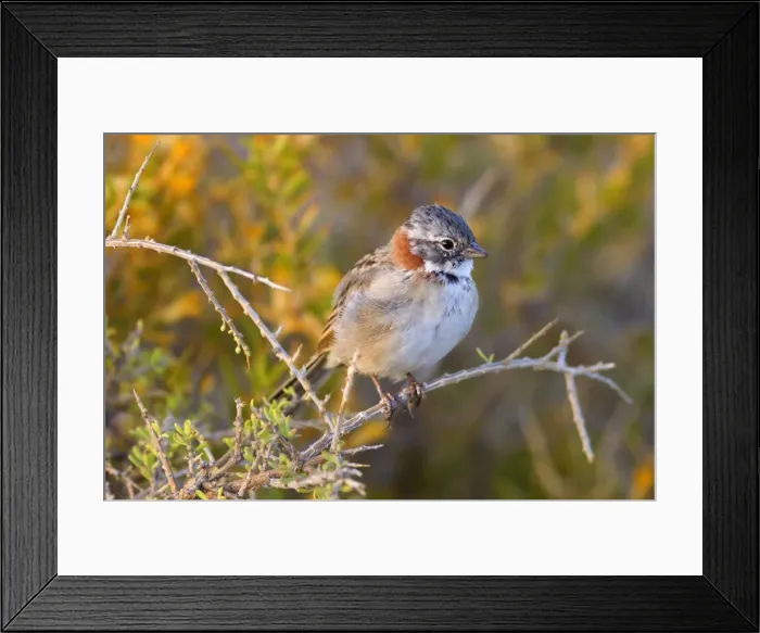 Framed Print : Picture No. 10889495 Framed Print : Picture No. 10889495