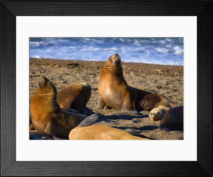 Framed Print : Picture No. 10889535 Framed Print : Picture No. 10889535