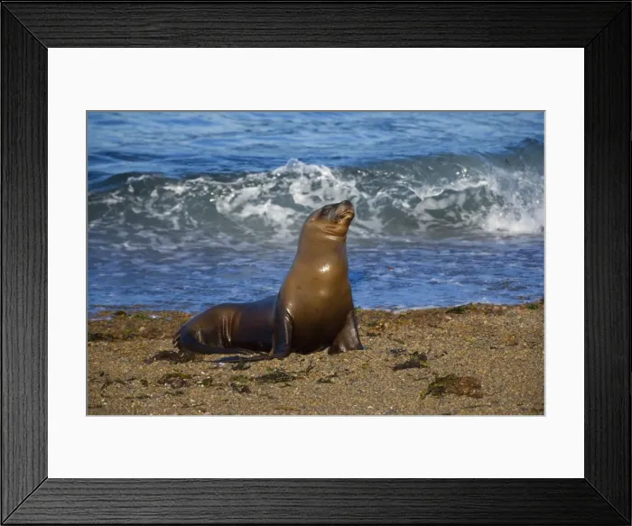 Framed Print : Picture No. 10889539 Framed Print : Picture No. 10889539