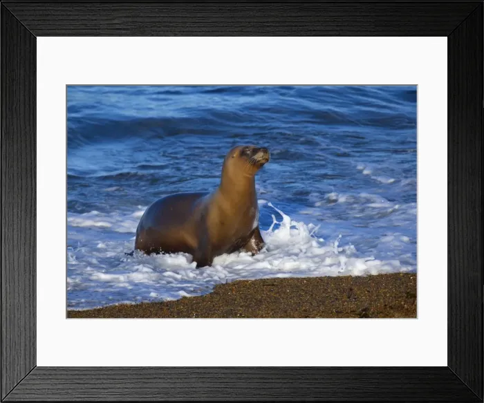 Framed Print : Picture No. 10889538