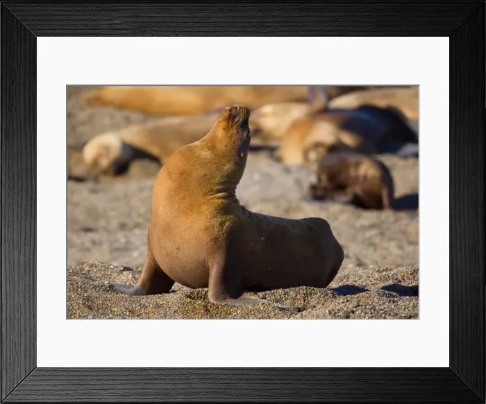 Framed Print : Picture No. 10889534 Framed Print : Picture No. 10889534